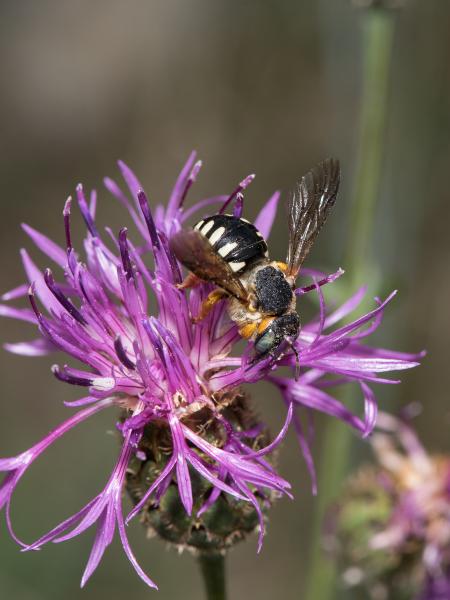 Wildbienen der Schweiz  - Icteranthidium laterale