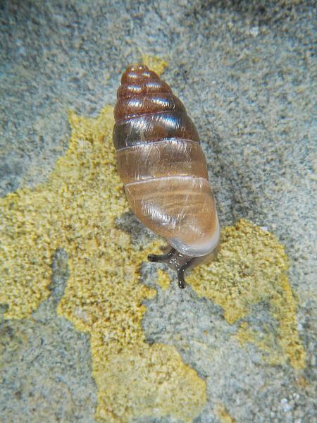 Mollusques de Suisse Bulime inverse, Bulime quadridenté - Jaminia  quadridens 