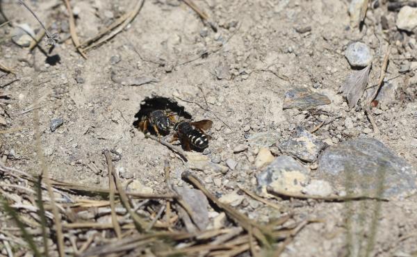 Wildbienen der Schweiz  - Rhodanthidium caturigense