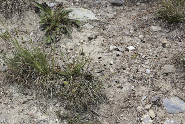 Wildbienen der Schweiz  - Rhodanthidium caturigense