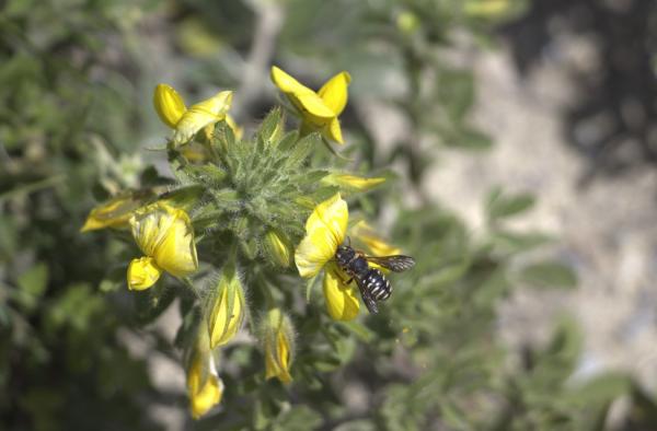 Wildbienen der Schweiz  - Rhodanthidium caturigense