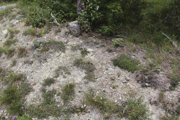 Wildbienen der Schweiz  - Rhodanthidium caturigense
