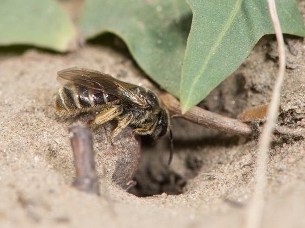 Les abeilles sauvages de Suisse Lasioglosse longue-vie - Lasioglossum marginatum