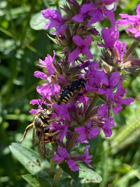 Wildbienen der Schweiz  - Anthidium florentinum