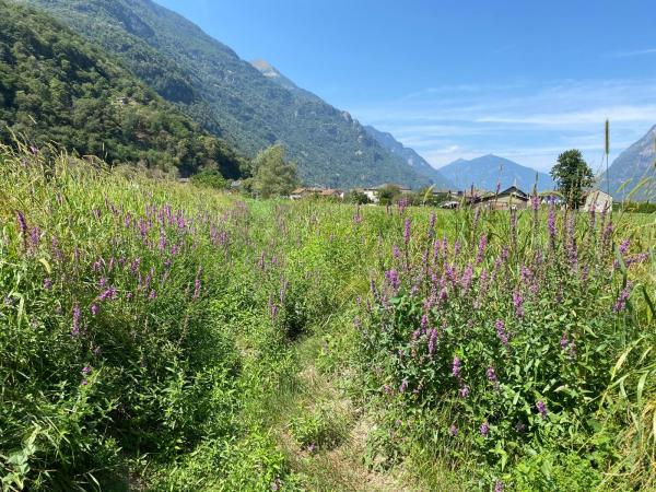 Wildbienen der Schweiz  - Anthidium florentinum