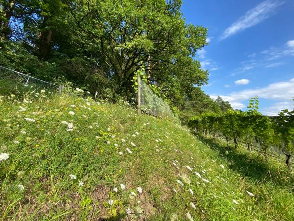 Wildbienen der Schweiz  - Anthidiellum strigatum
