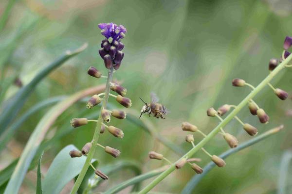 Les abeilles sauvages de Suisse Anthophore à crins - Anthophora crinipes
