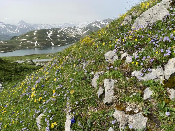 Wildbienen der Schweiz  - Hylaeus alpinus