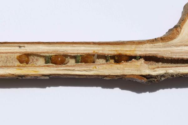 Les abeilles sauvages de Suisse  - Hoplitis claviventris