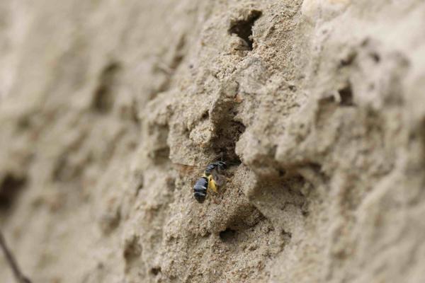 Les abeilles sauvages de Suisse Lasioglosse quatre-points - Lasioglossum quadrinotatulum