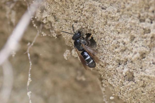 Les abeilles sauvages de Suisse Lasioglosse quatre-points - Lasioglossum quadrinotatulum