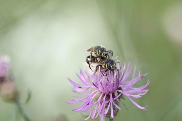 Wildbienen der Schweiz  - Lithurgus chrysurus