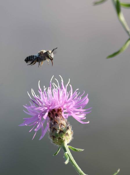 Wildbienen der Schweiz  - Megachile flabellipes