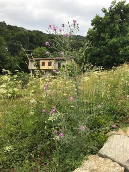 Wildbienen der Schweiz  - Megachile flabellipes