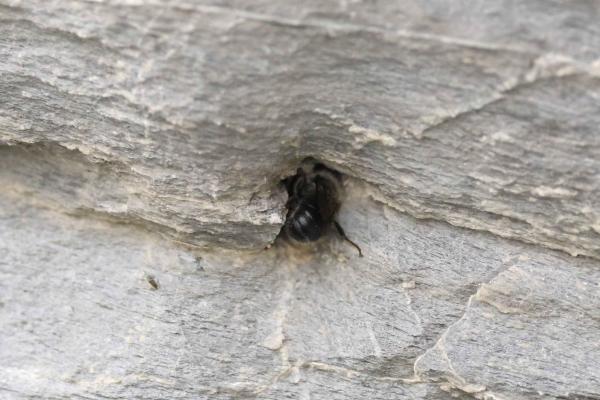 Wildbienen der Schweiz  - Stelis franconica