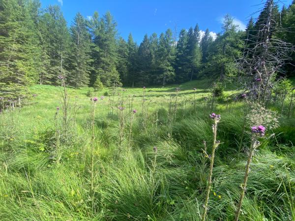 Wildbienen der Schweiz  - Stelis punctulatissima
