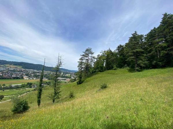 Wildbienen der Schweiz  - Stelis signata
