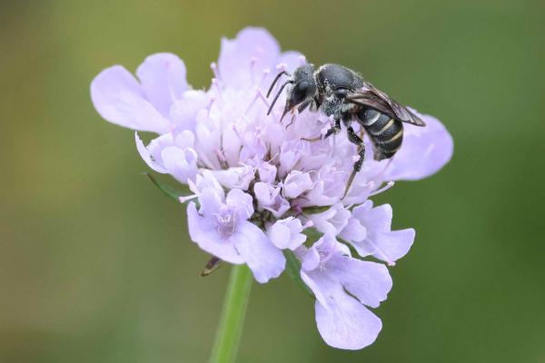 Wildbienen der Schweiz  - Stelis simillima