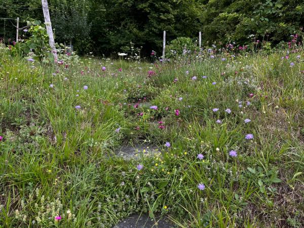 Wildbienen der Schweiz  - Stelis simillima