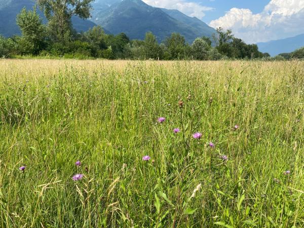 Wildbienen der Schweiz  - Stelis simillima
