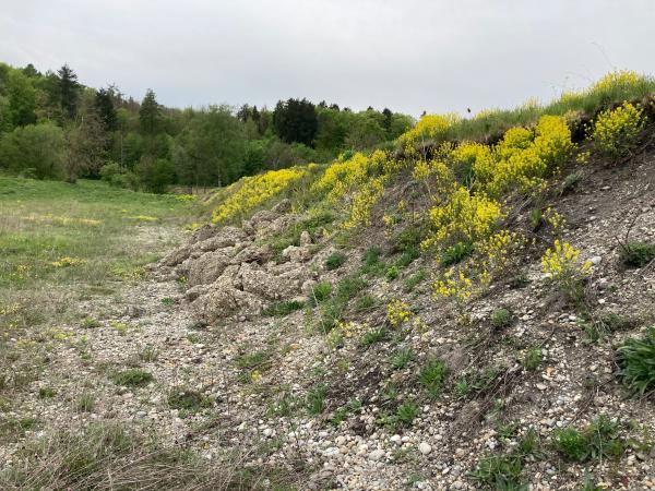 Les abeilles sauvages de Suisse  - Andrena agilissima