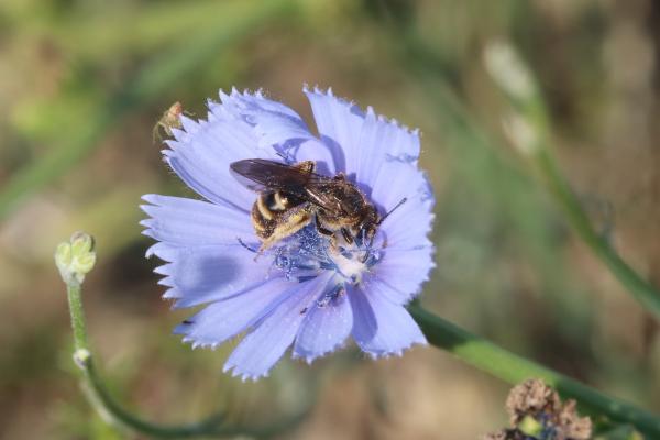 Les abeilles sauvages de Suisse Lasioglosse pieds-noirs - Lasioglossum nigripes