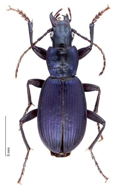   - Laemostenus janthinus janthinus