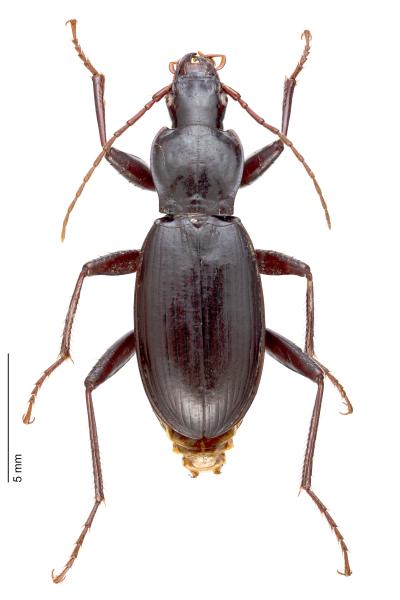   - Laemostenus macropus