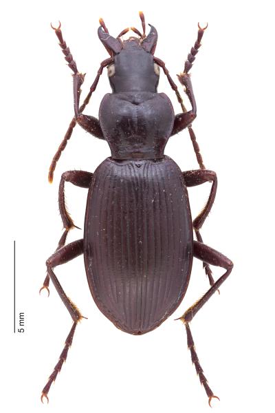 Carabes de Suisse  - Laemostenus terricola terricola