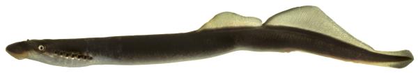 Poissons de Suisse Piccola lampreda  - Lampetra zanandreai 