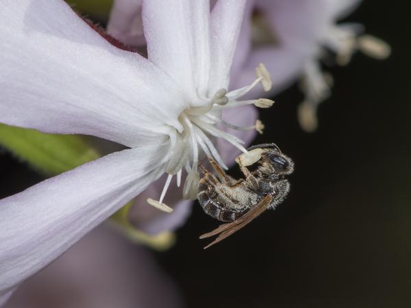 Wildbienen der Schweiz Mittlere Schmalbiene - Lasioglossum intermedium