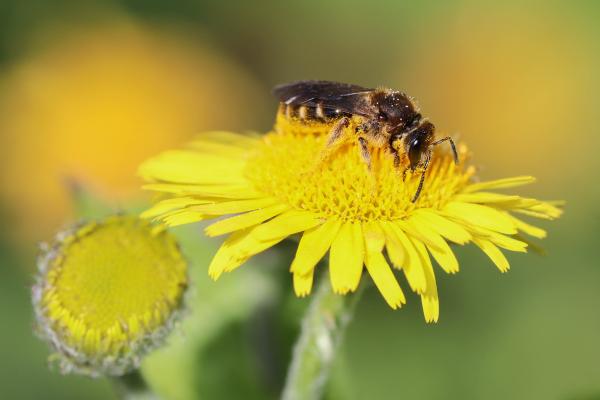 Les abeilles sauvages de Suisse Lasioglosse commun - Lasioglossum calceatum