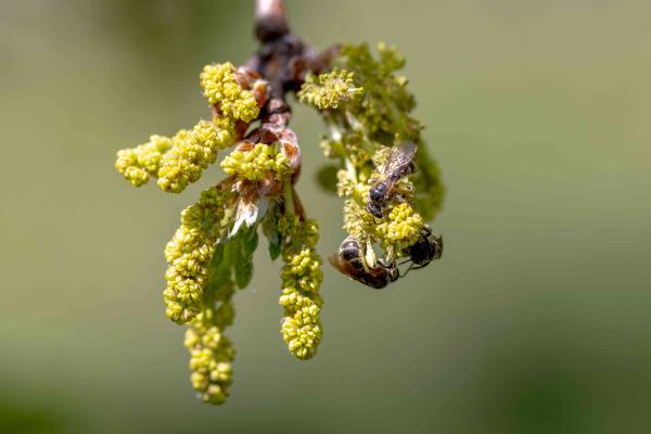 Les abeilles sauvages de Suisse Lasioglosse longue-vie - Lasioglossum marginatum