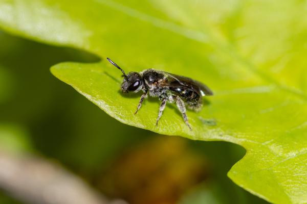 Les abeilles sauvages de Suisse Lasioglosse pygmée - Lasioglossum pygmaeum