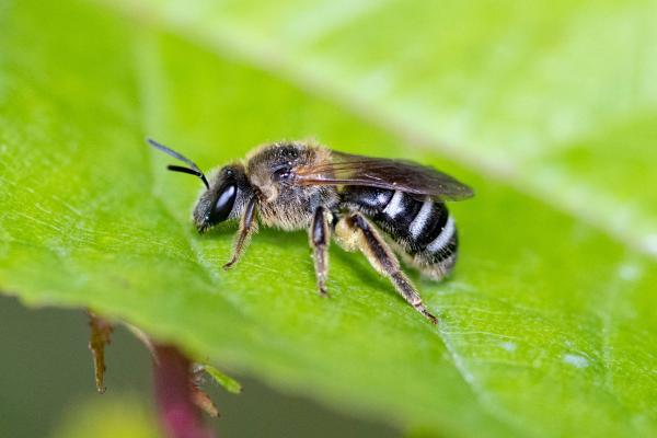 Les abeilles sauvages de Suisse Lasioglosse larges-bandes - Lasioglossum zonulum