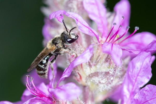 Les abeilles sauvages de Suisse Lasioglosse larges-bandes - Lasioglossum zonulum