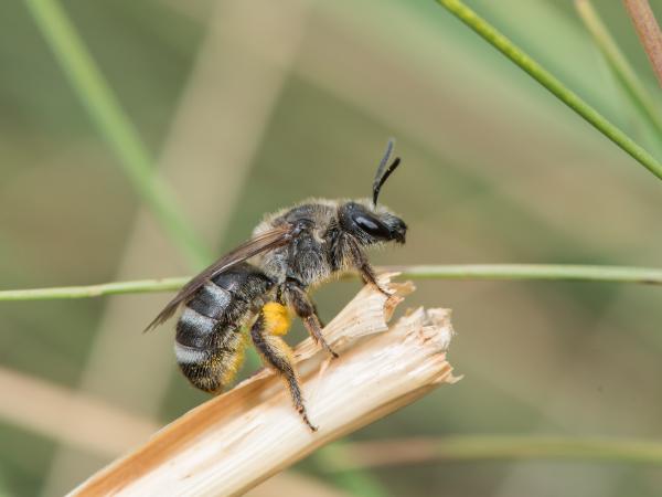 Wildbienen der Schweiz Weissgürtel-Schmalbiene - Lasioglossum albocinctum