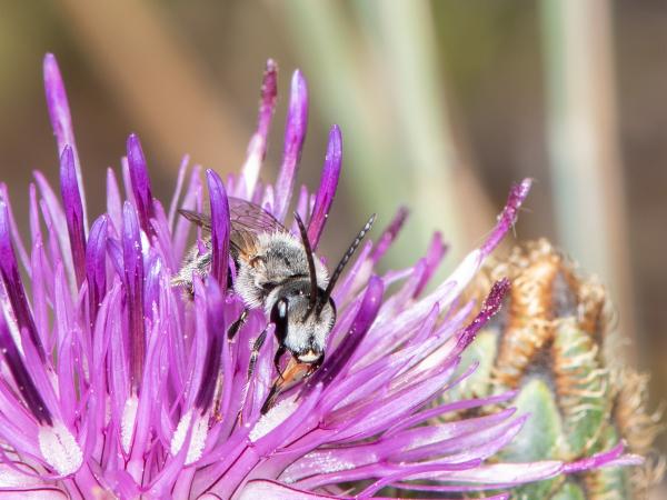 Wildbienen der Schweiz Weissgürtel-Schmalbiene - Lasioglossum albocinctum