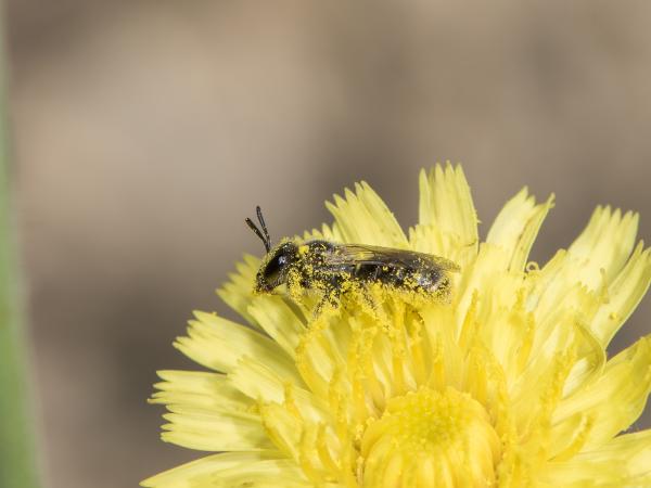 Les abeilles sauvages de Suisse Lasioglosse antennes-courtes - Lasioglossum brevicorne