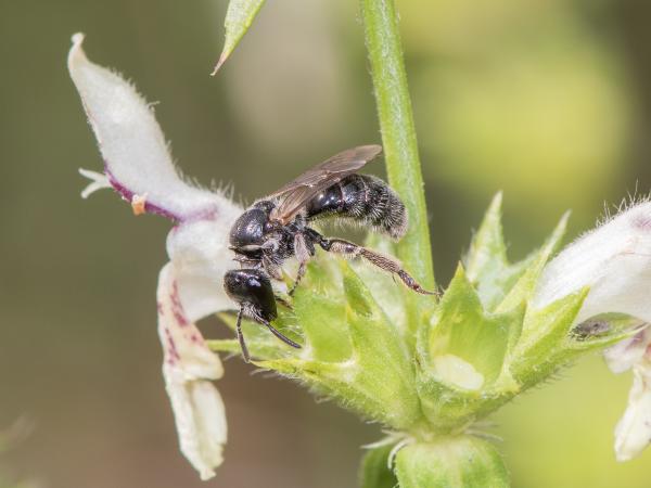 Wildbienen der Schweiz Matte Langkopf-Schmalbiene - Lasioglossum buccale