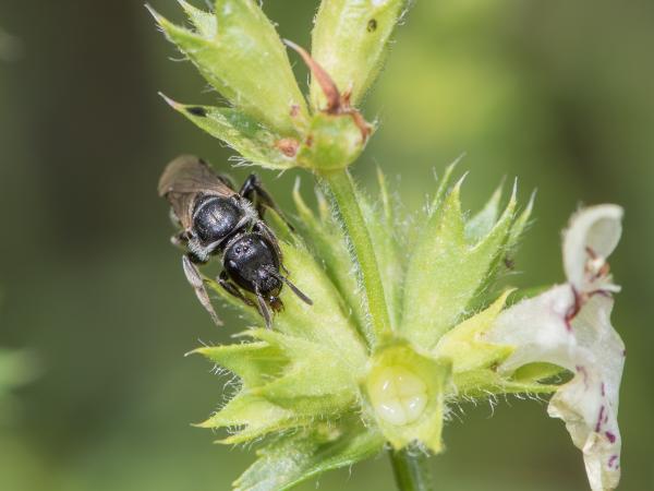Wildbienen der Schweiz Matte Langkopf-Schmalbiene - Lasioglossum buccale