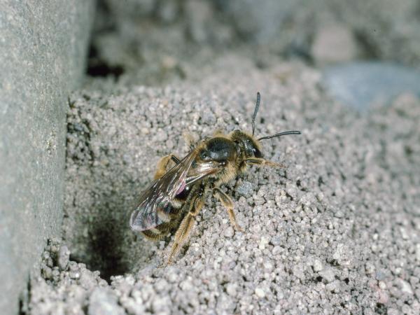 Les abeilles sauvages de Suisse Lasioglosse commun - Lasioglossum calceatum