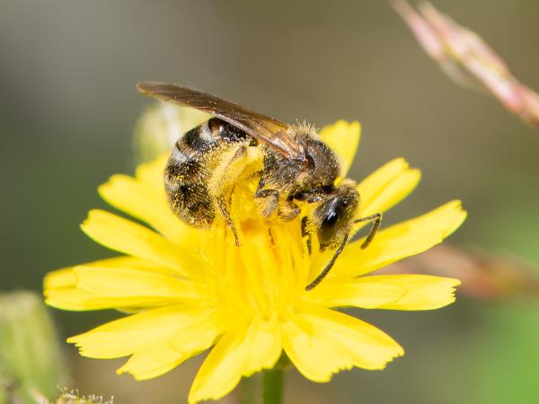 Les abeilles sauvages de Suisse Lasioglosse commun - Lasioglossum calceatum
