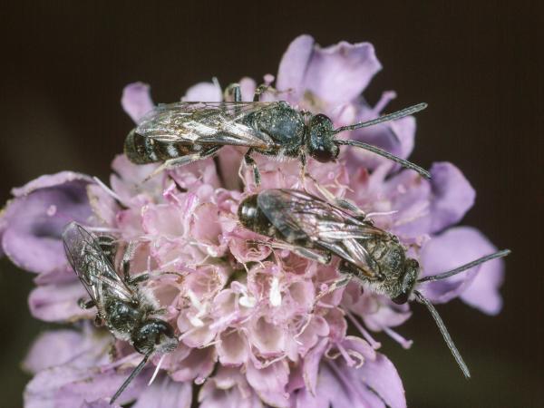 Les abeilles sauvages de Suisse Lasioglosse commun - Lasioglossum calceatum
