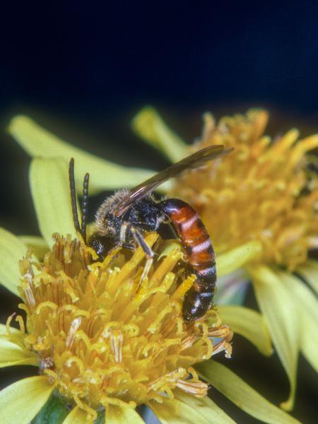 Les abeilles sauvages de Suisse Lasioglosse commun - Lasioglossum calceatum