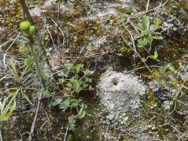 Les abeilles sauvages de Suisse Lasioglosse commun - Lasioglossum calceatum