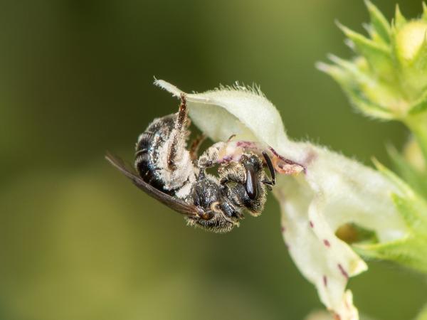 Wildbienen der Schweiz Glatte Langkopf-Schmalbiene - Lasioglossum clypeare