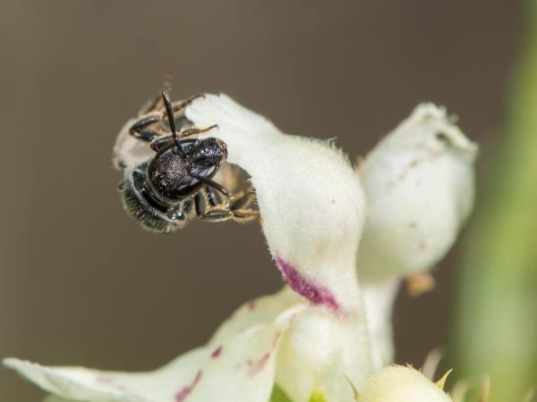 Wildbienen der Schweiz Glatte Langkopf-Schmalbiene - Lasioglossum clypeare