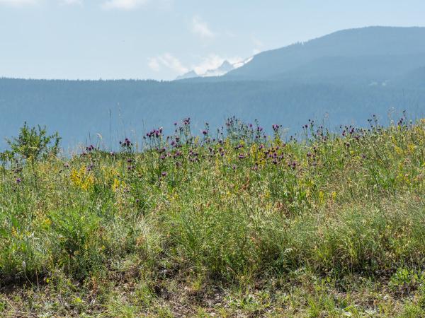 Wildbienen der Schweiz Glatte Langkopf-Schmalbiene - Lasioglossum clypeare
