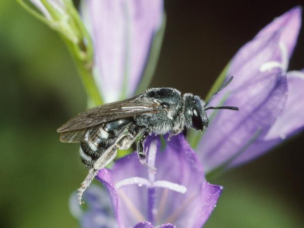 Les abeilles sauvages de Suisse Lasioglosse de la Campanule - Lasioglossum costulatum